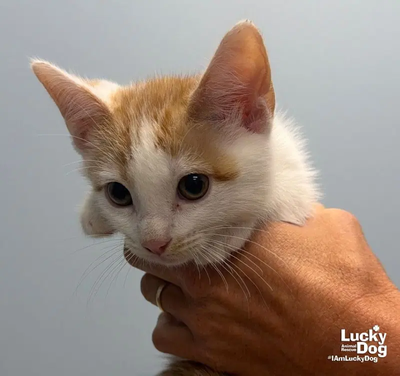 Huey, a male kitten up for adoption