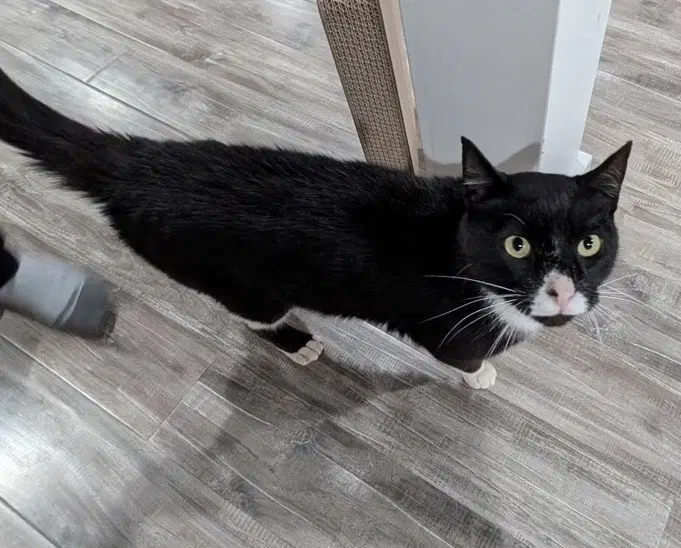 Batman, an adult male cat up for adoption