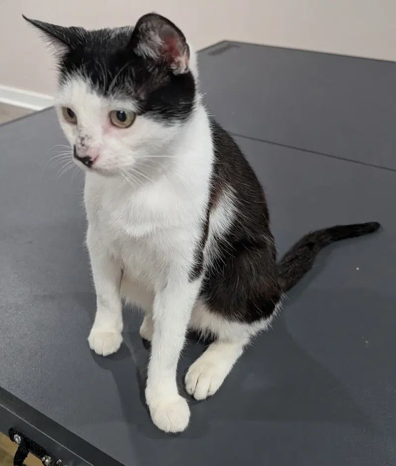 Brookie, an adult female cat up for adoption