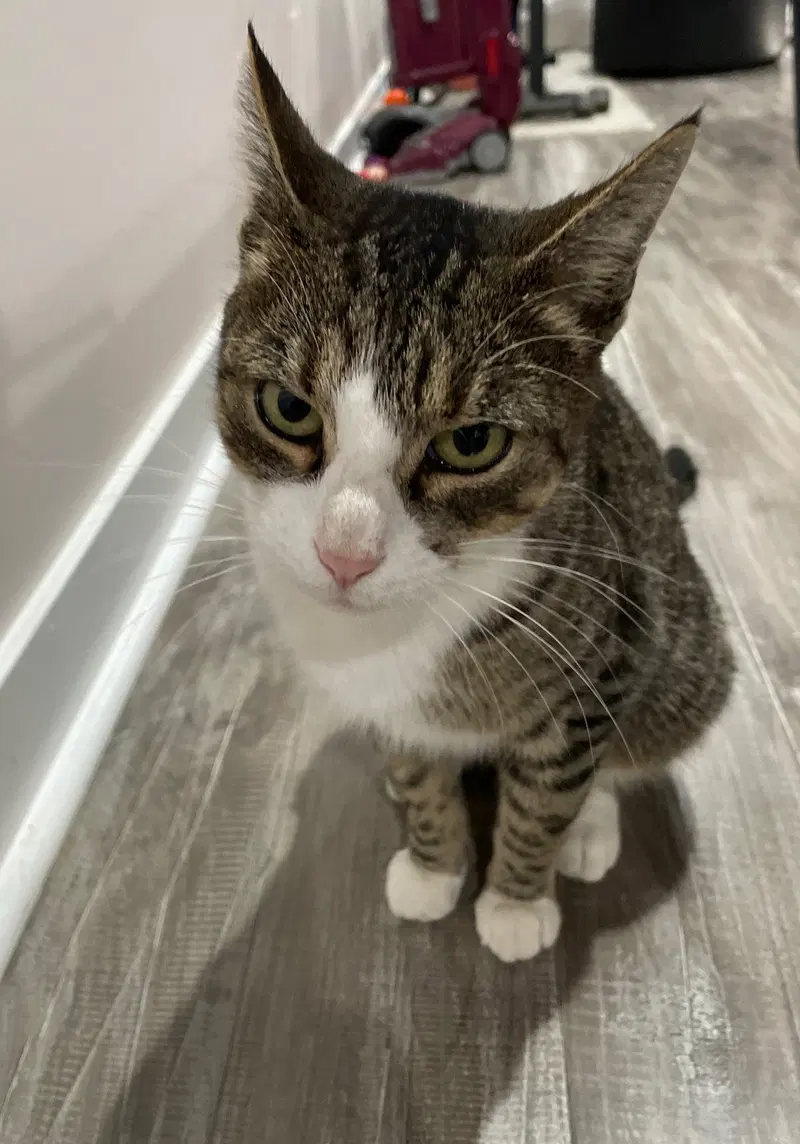 Hazel, an adult female Tabby cat up for adoption