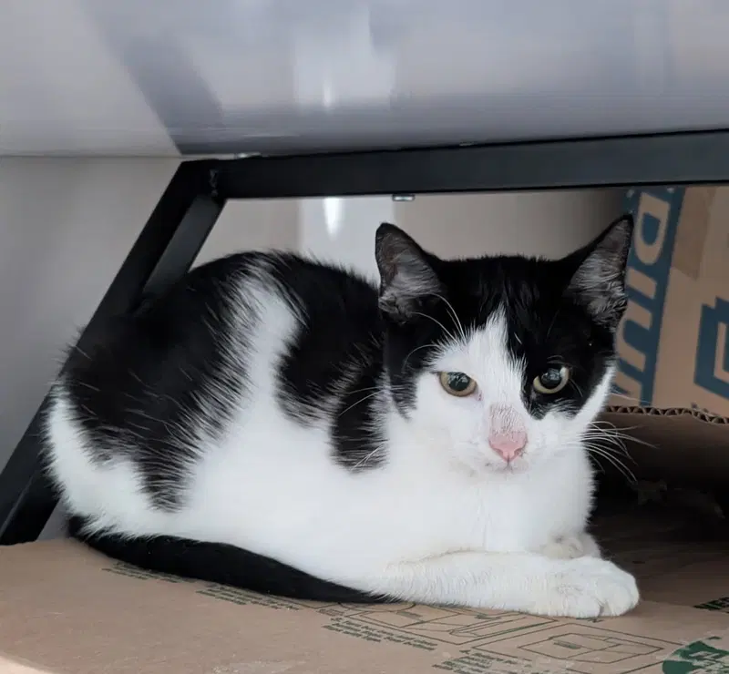 Silo, a female kitten up for adoption