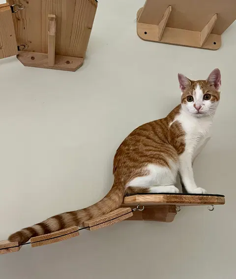 Watch the video of Marmalade w/ Chutney