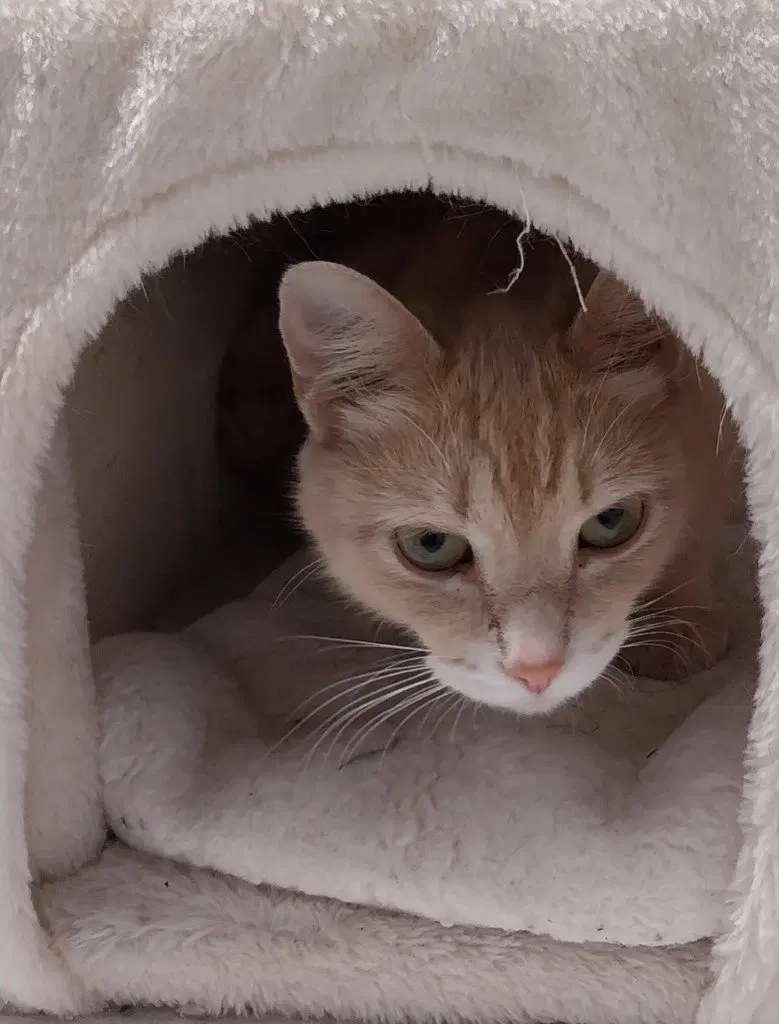 Irish Lassie IN FOSTER, a young female cat up for adoption