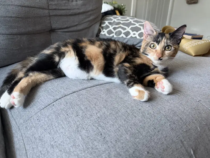Buffy, a female Calico kitten up for adoption