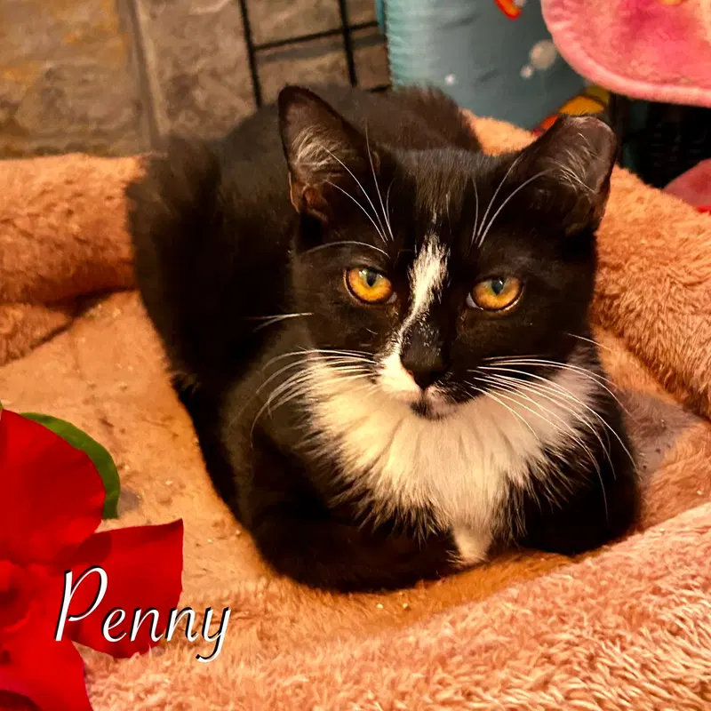 Penny, a young female cat up for adoption