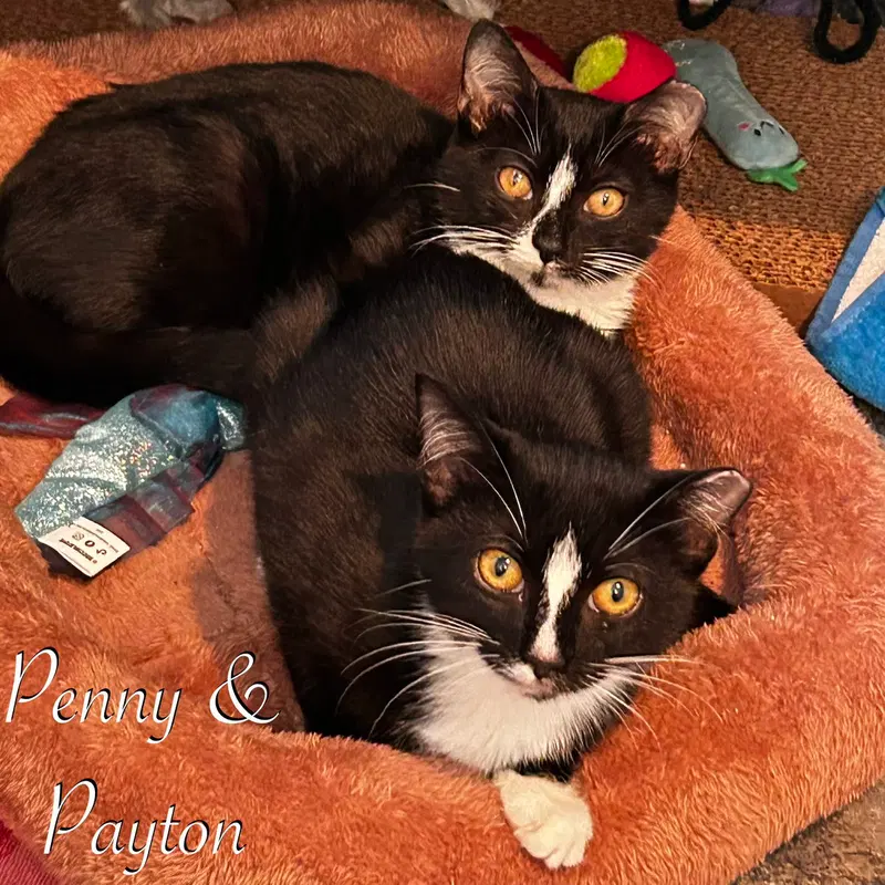 Penny, photo 2