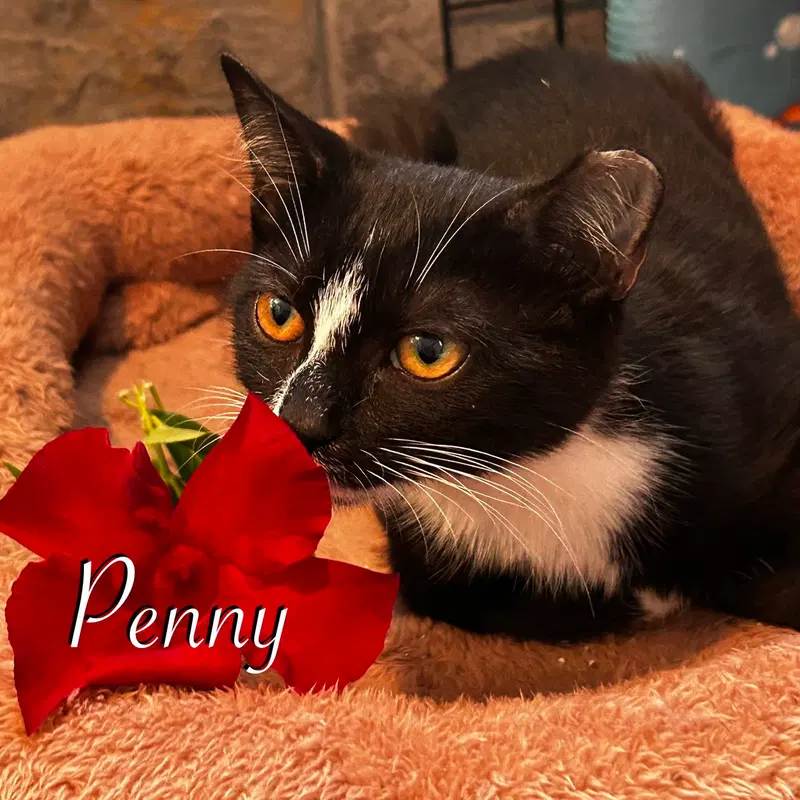 Penny, photo 3