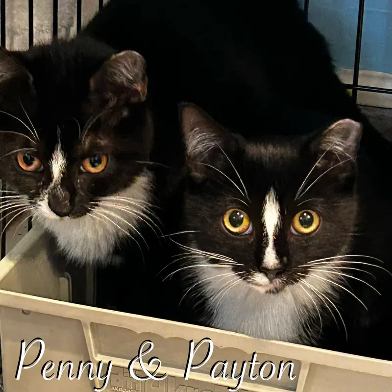 Penny, photo 4