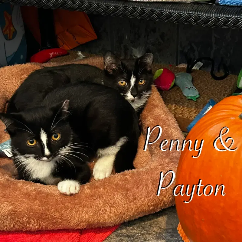 Penny, photo 5