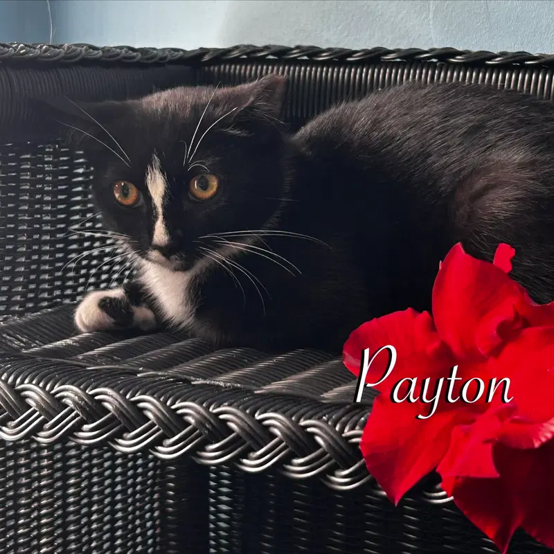Payton, a young female cat up for adoption