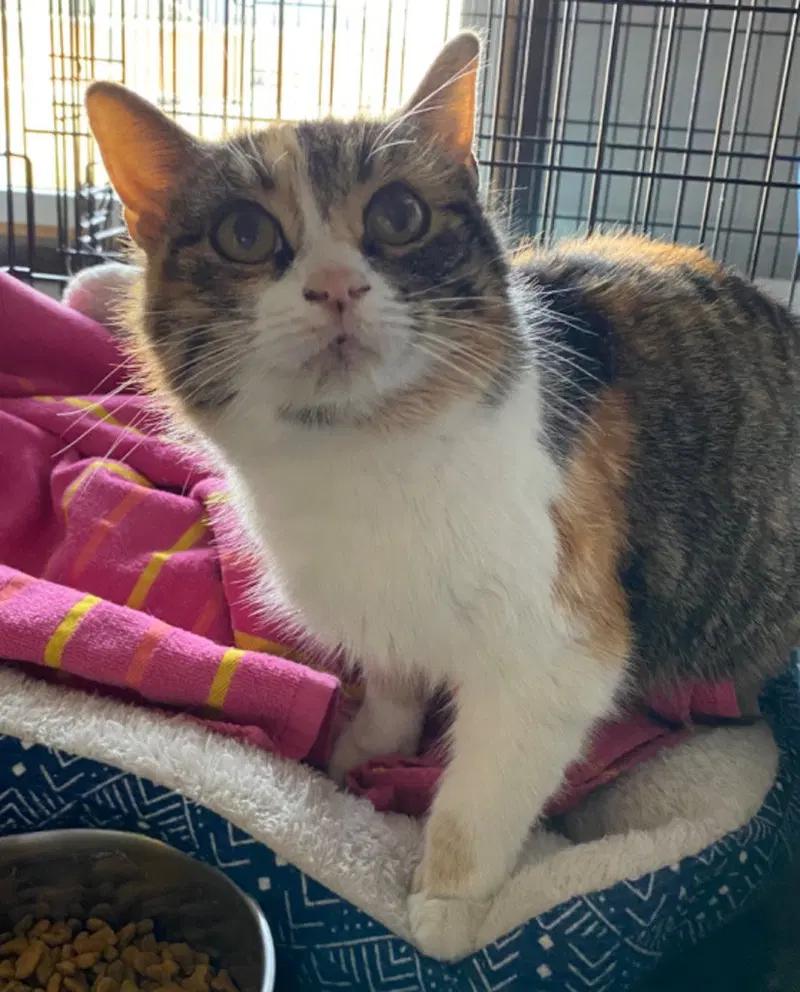 Porche, an adult female cat up for adoption