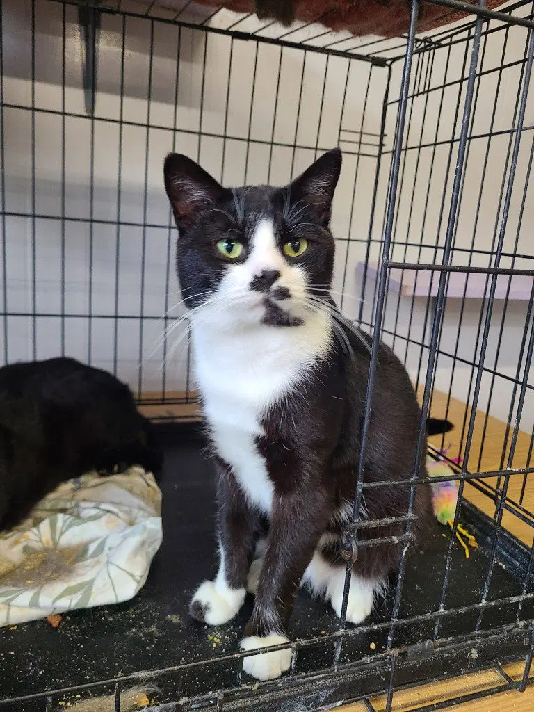 Bustopher Jones, an adult male cat up for adoption