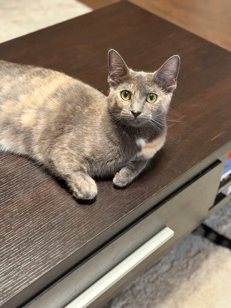 Luna A, photo 2