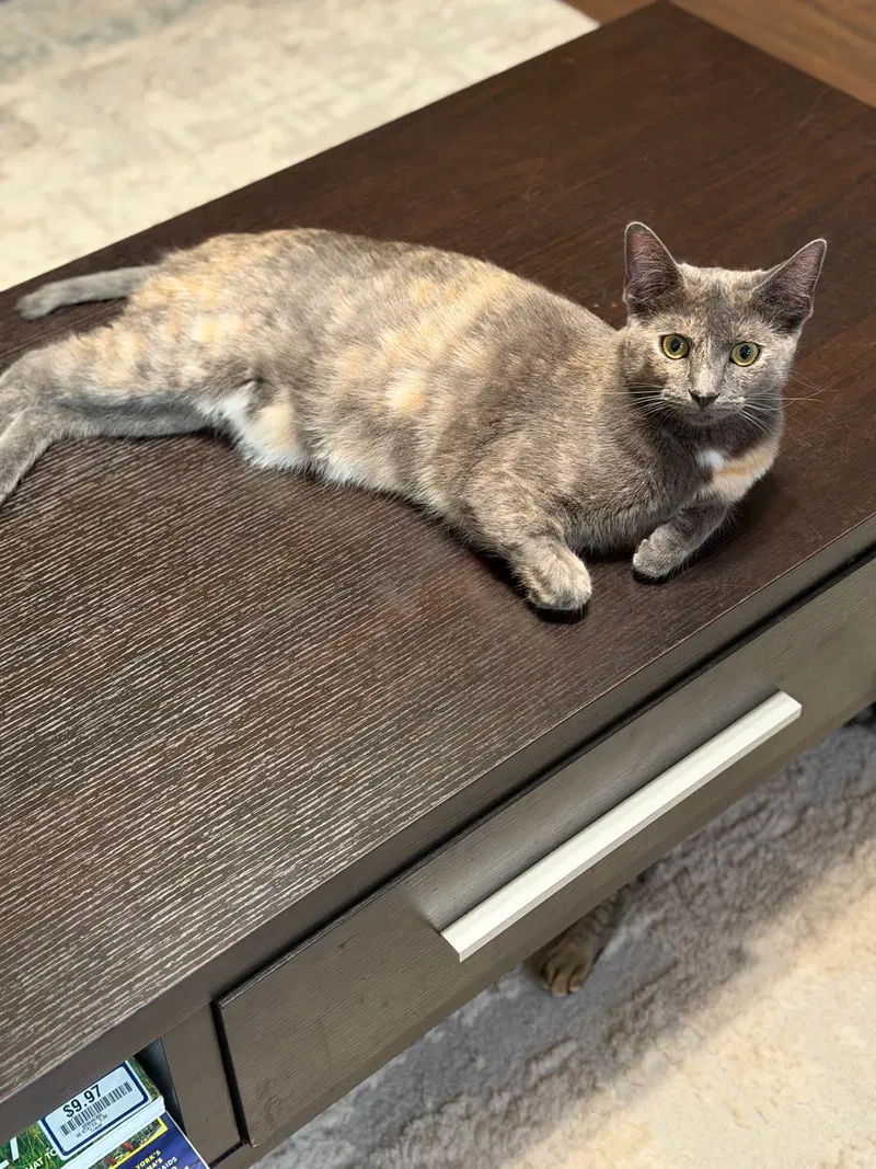 Luna A, photo 4