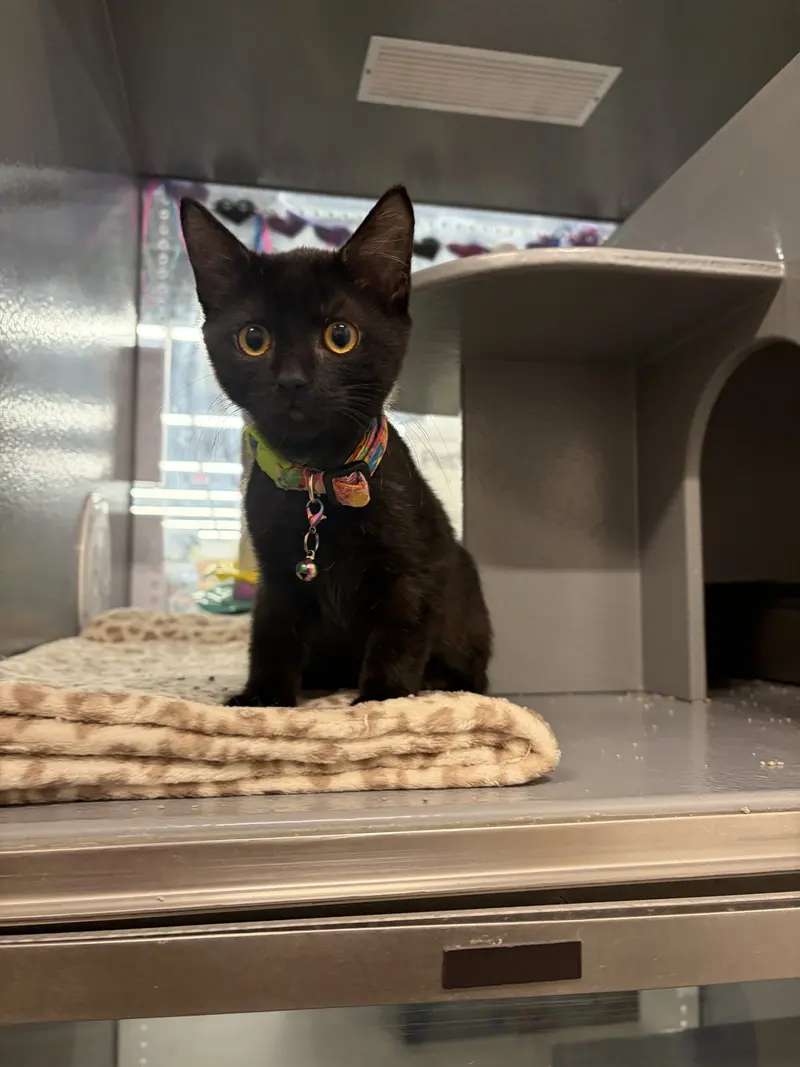 Esther, a female kitten up for adoption