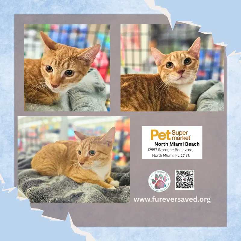 Timmy, a male kitten up for adoption