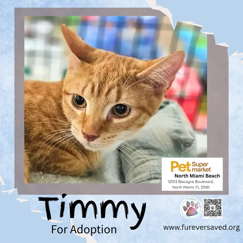 Timmy, photo 2