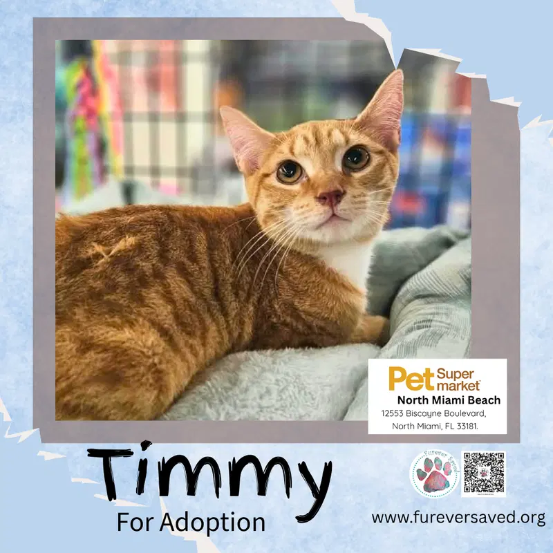 Timmy, photo 3