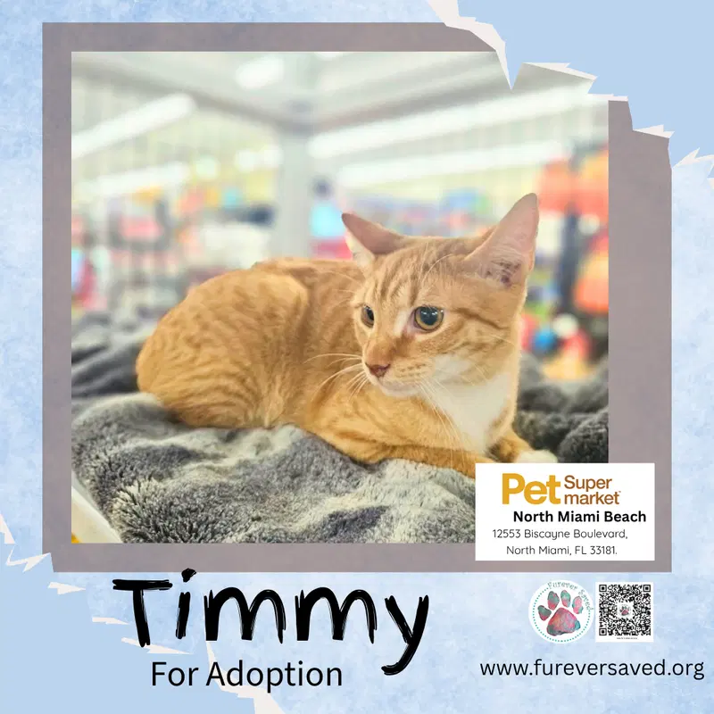 Timmy, photo 4