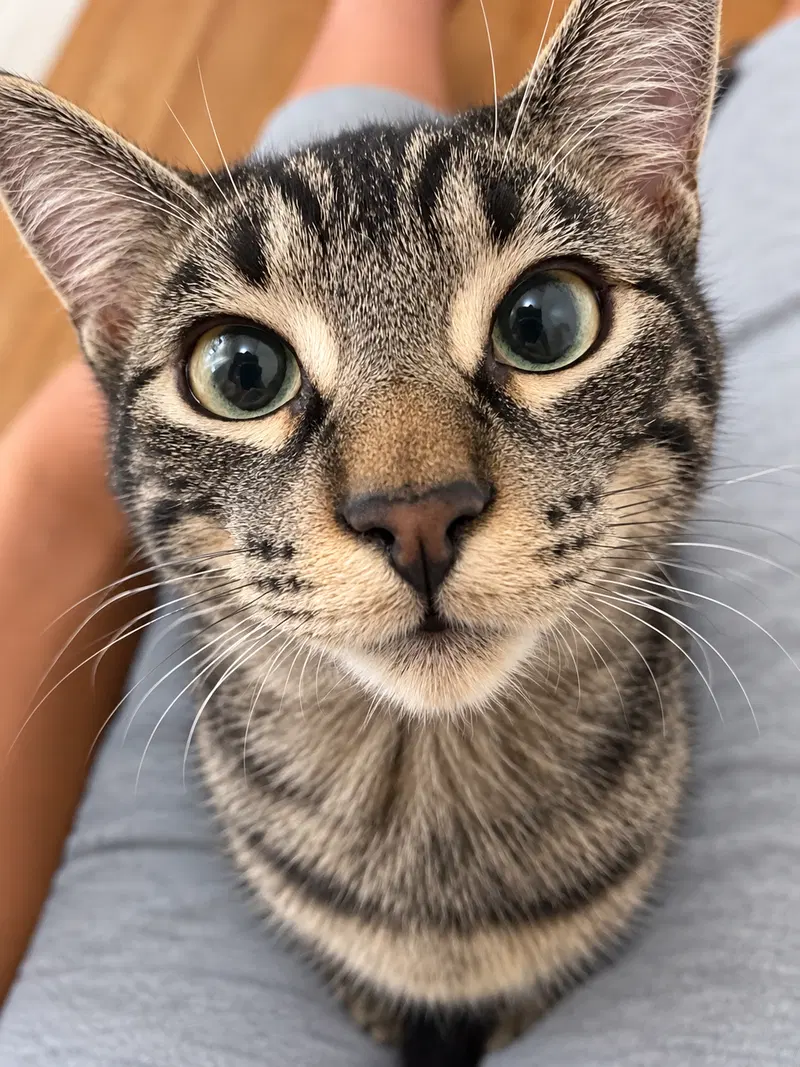 Jimmy, a male Tabby kitten up for adoption