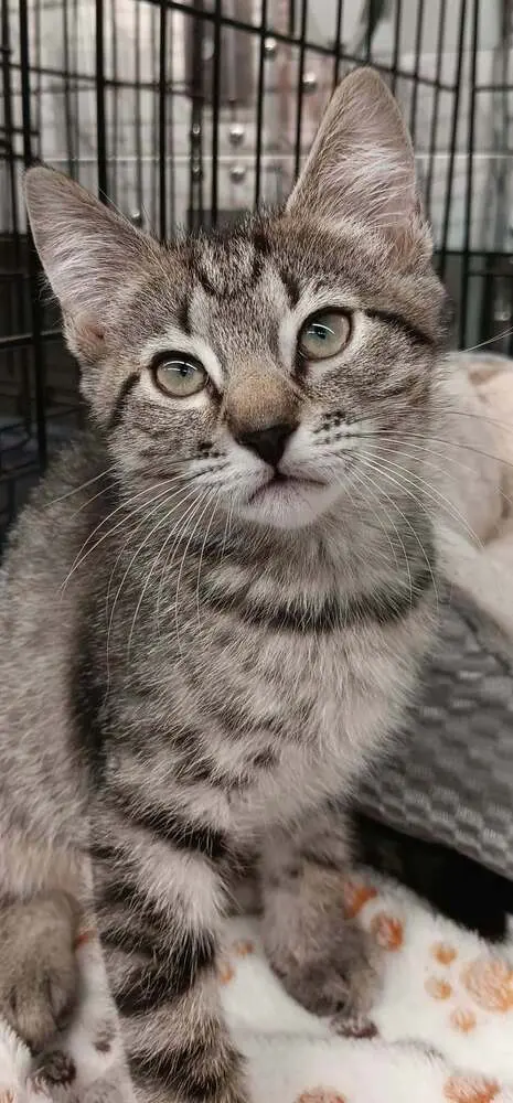 Scrabble, a female kitten up for adoption