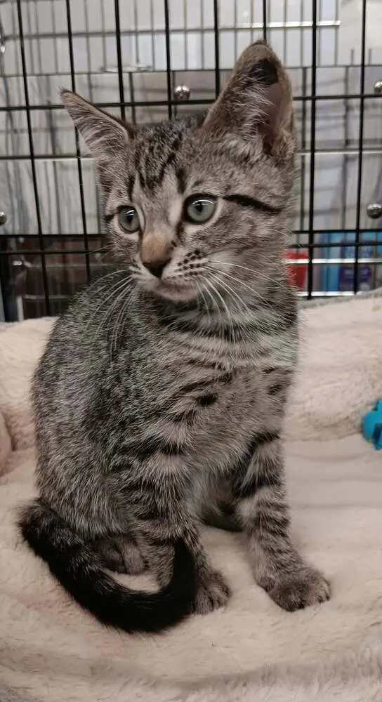 Yahtzee, a female kitten up for adoption