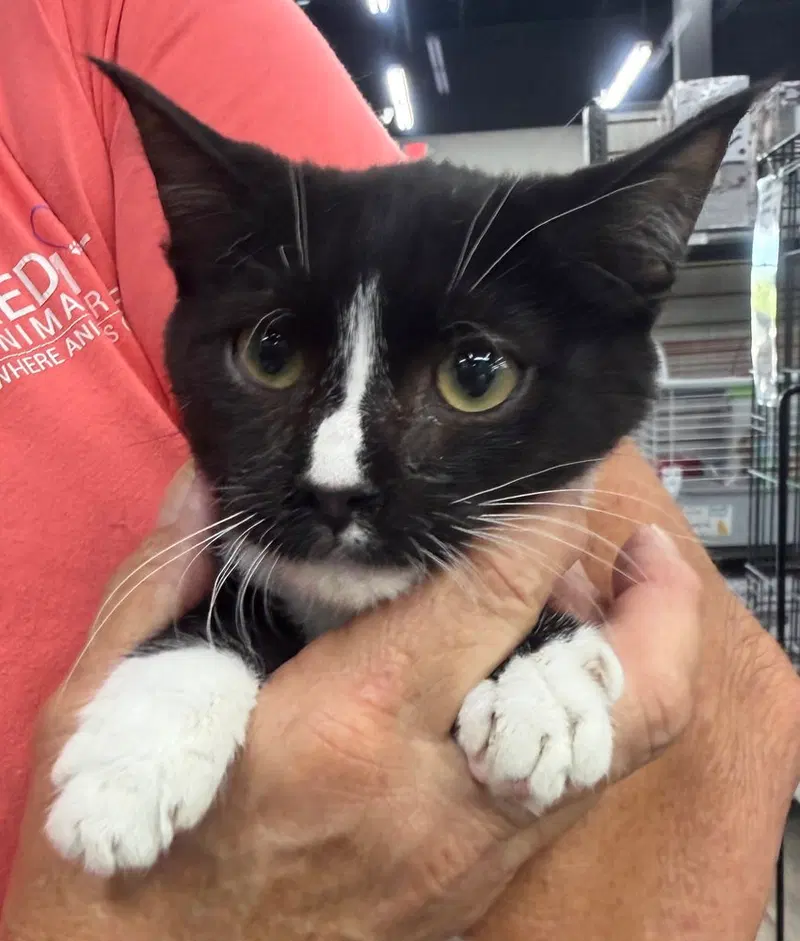 Zig, a female kitten up for adoption