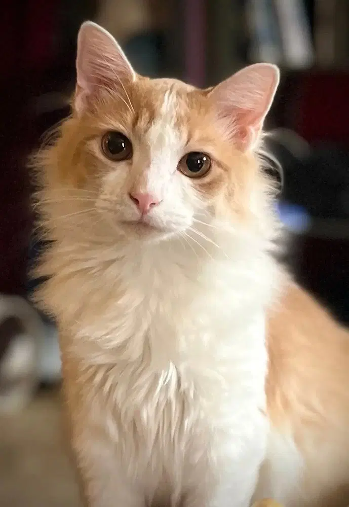 Marty McFly, a male kitten up for adoption