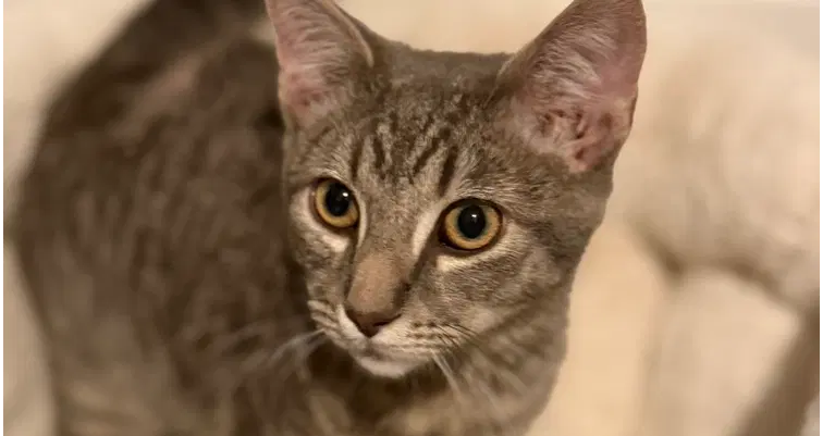 Dutch Oven, a young male cat up for adoption
