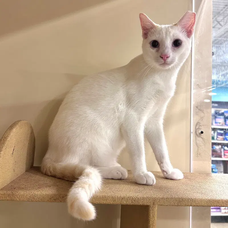 Leo, a male Siamese kitten up for adoption