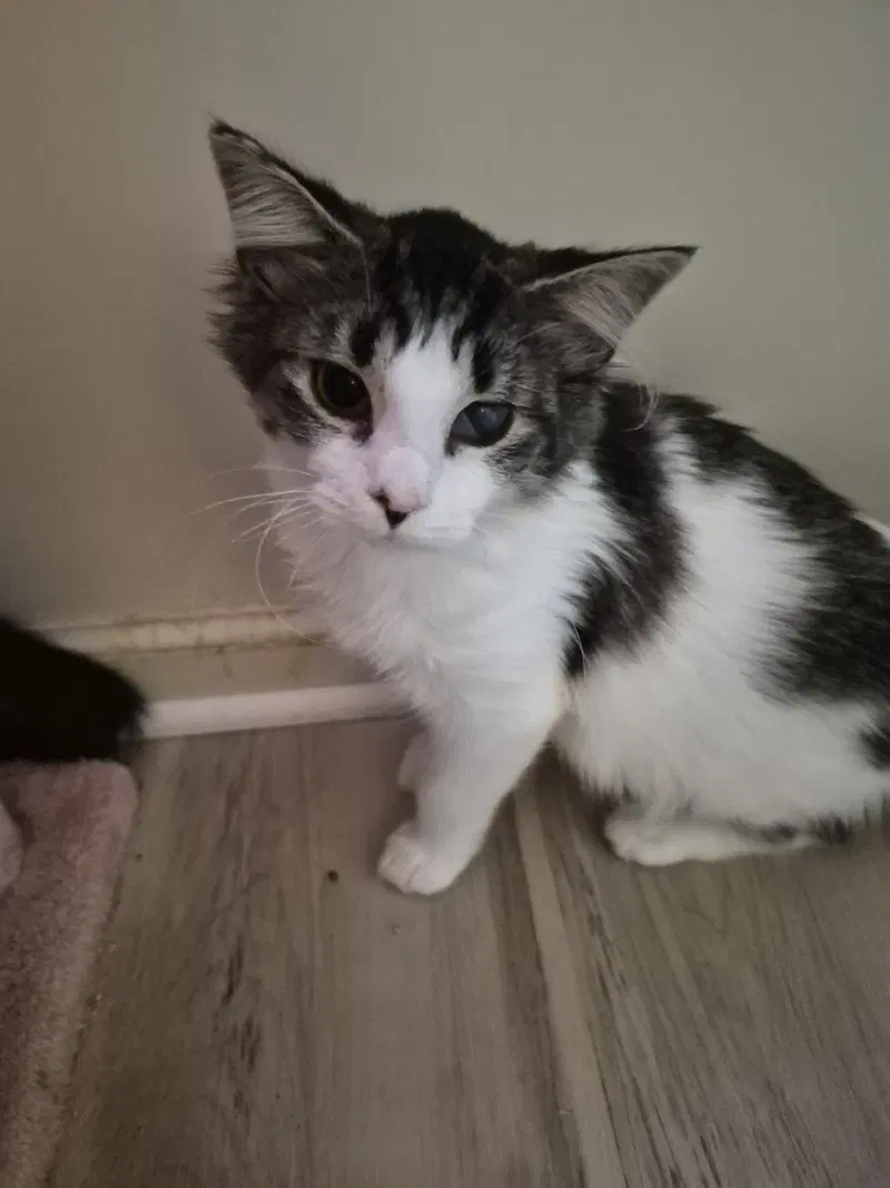 C338 Litter Honey Bee, a female kitten up for adoption