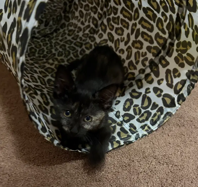 Meadow KC, a female Tortoiseshell kitten up for adoption