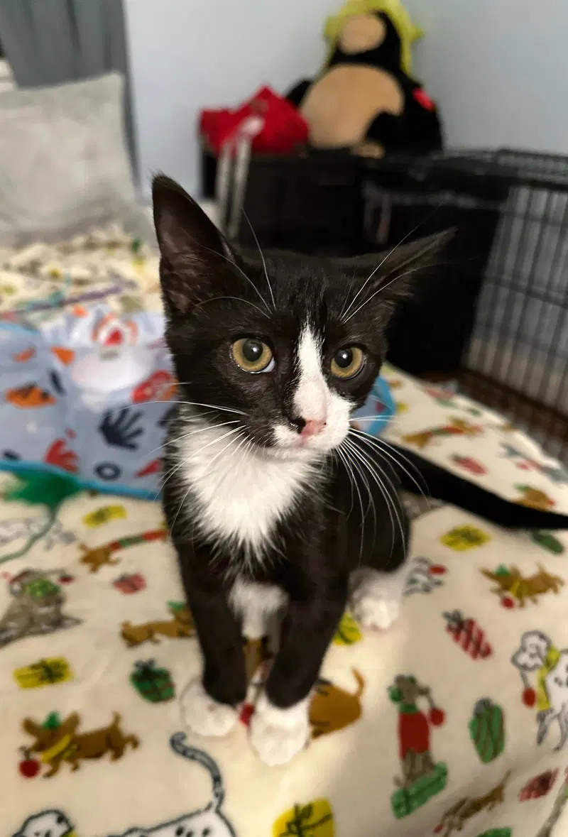 Felix C, a male Tuxedo kitten up for adoption