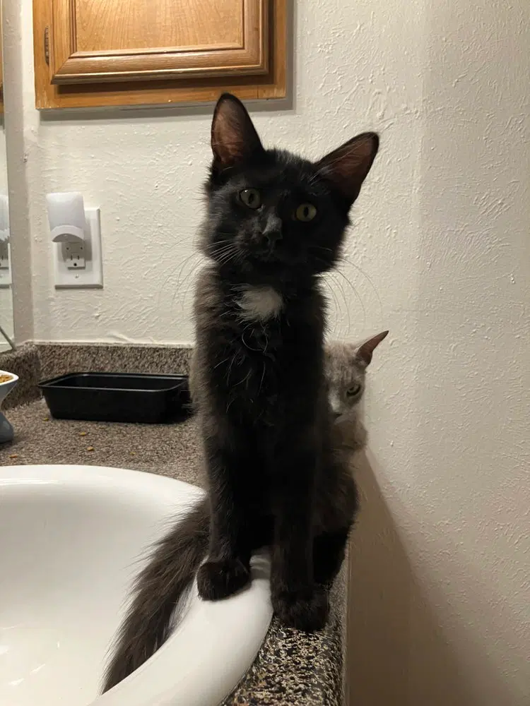 Oscar Martinez, a male kitten up for adoption