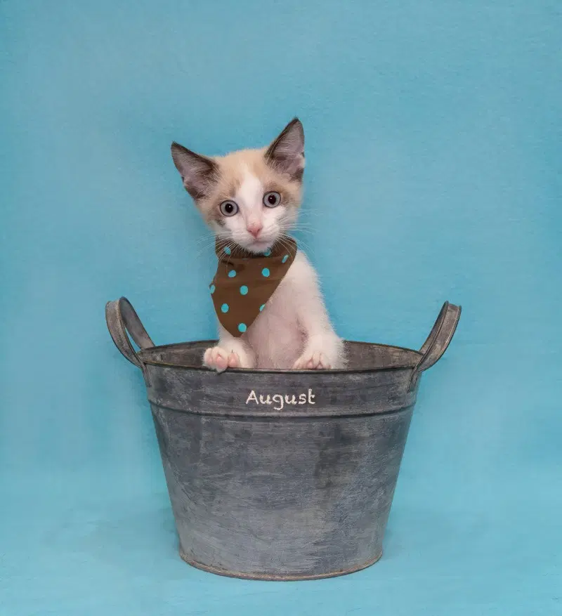 August, a male kitten up for adoption