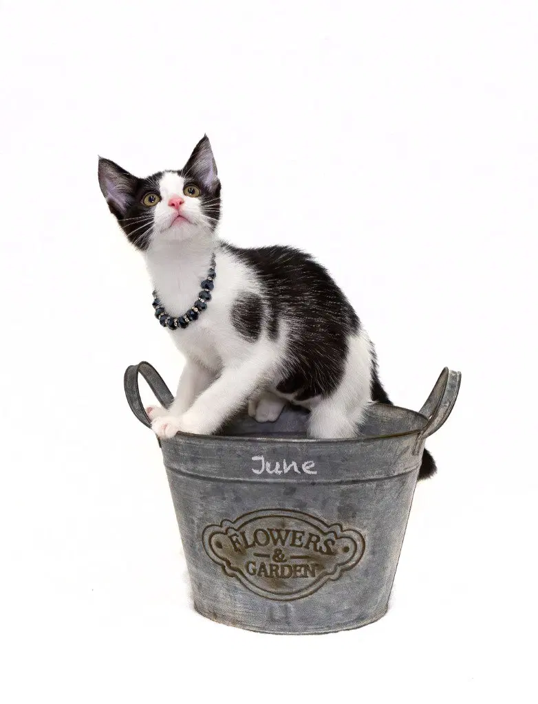June, a female kitten up for adoption