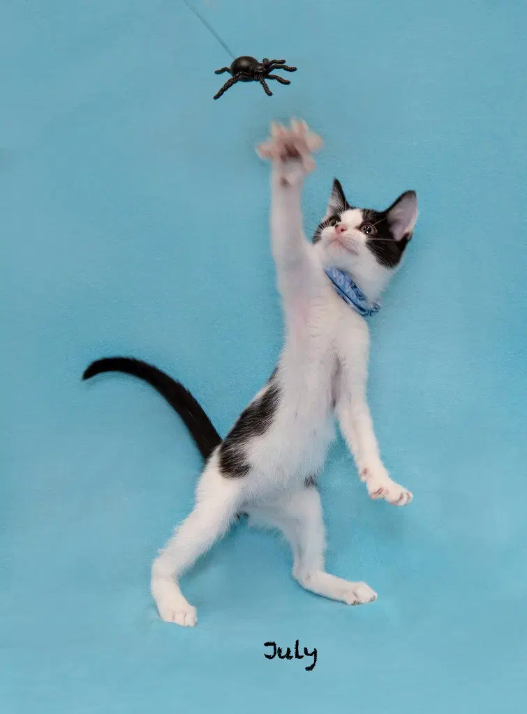 July, a male kitten up for adoption