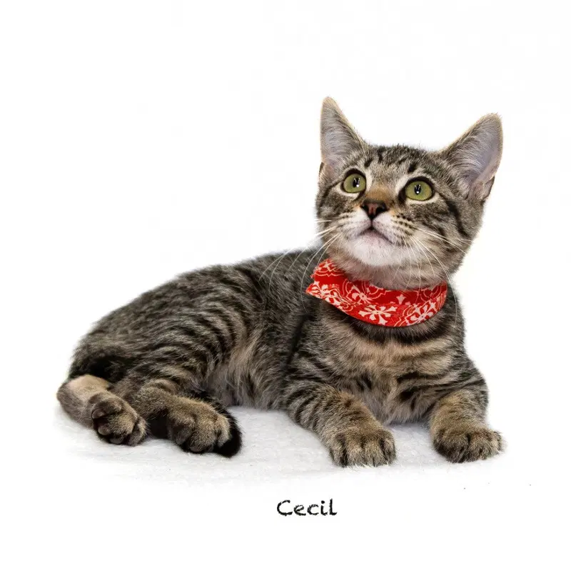 Cecil, a male kitten up for adoption