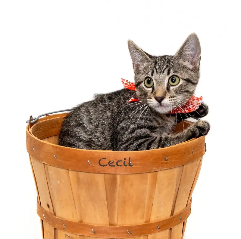 Cecil, photo 2