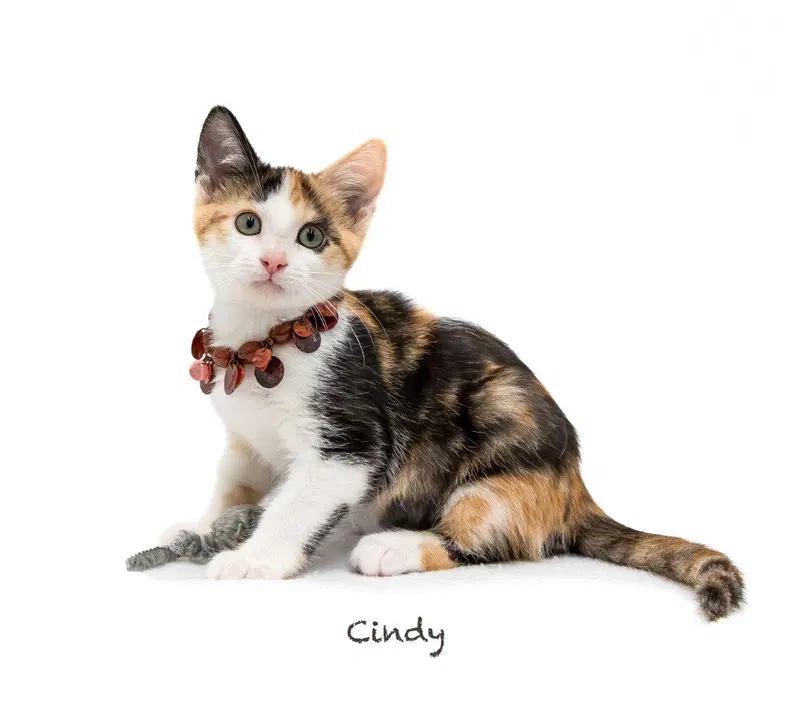 Cindy, a female kitten up for adoption