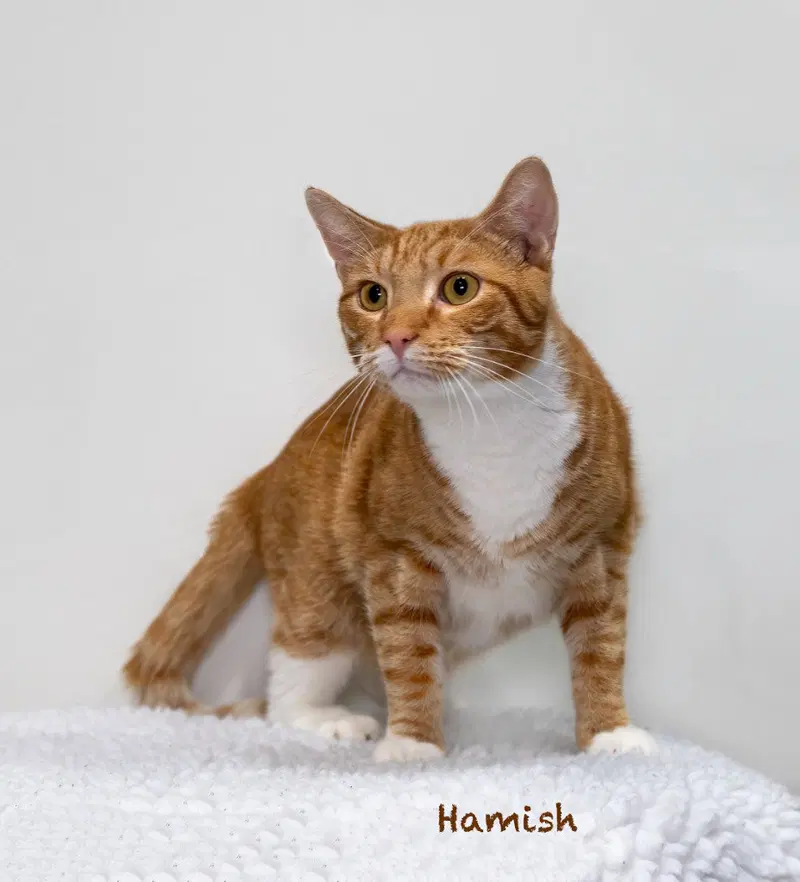 Hamish, a young male cat up for adoption