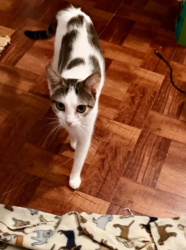 Rhaenyra, a young female Tabby cat up for adoption