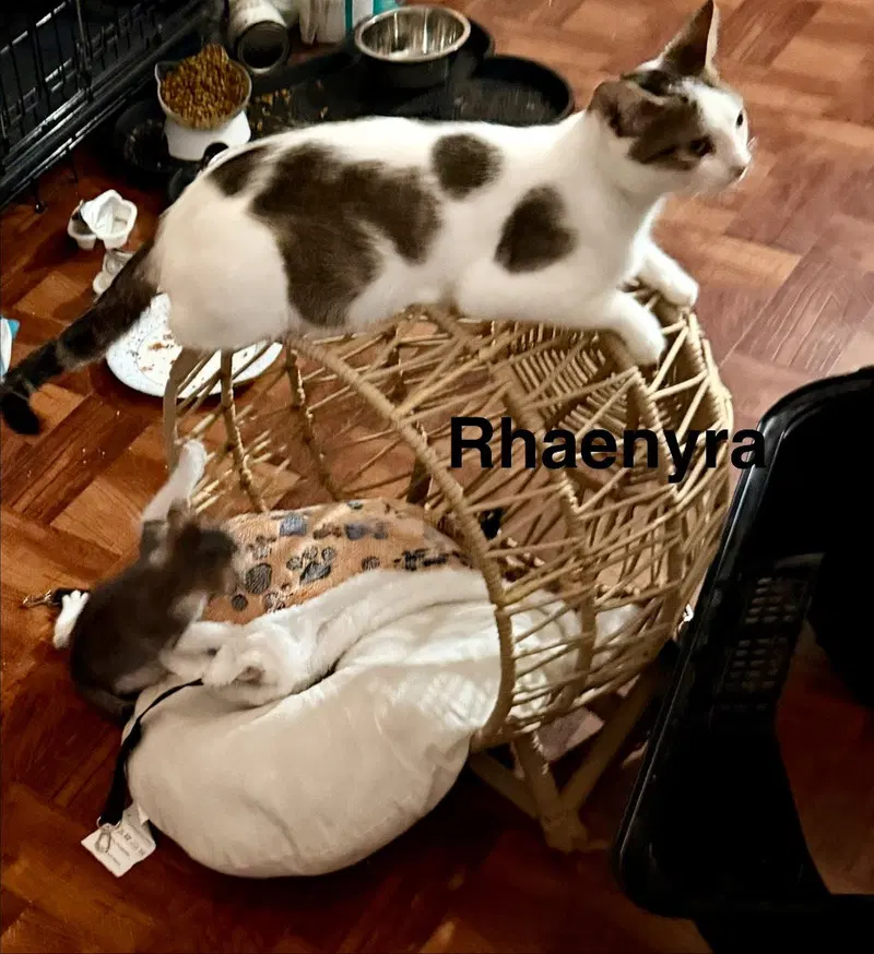Rhaenyra, photo 3