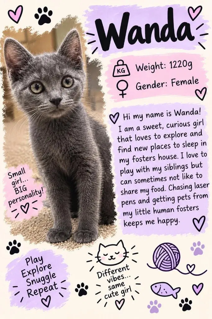 Wanda, a female Russian Blue kitten up for adoption