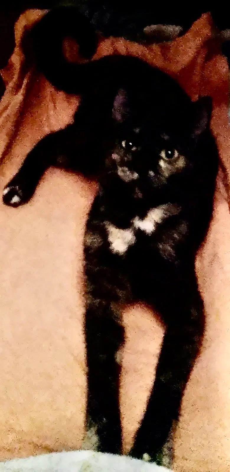 Molly, photo 2