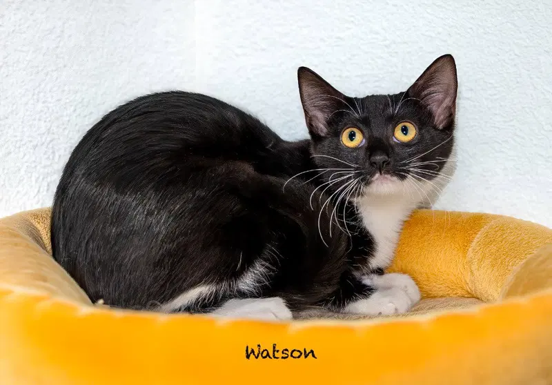 Watson, a female kitten up for adoption