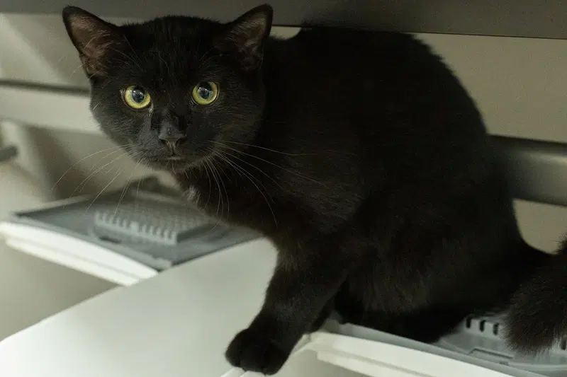 Chance, a male kitten up for adoption