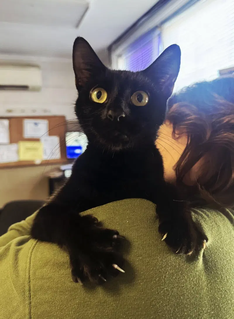 Betty Biscuits, a young female cat up for adoption