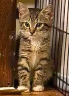 Mr Chip, photo 4
