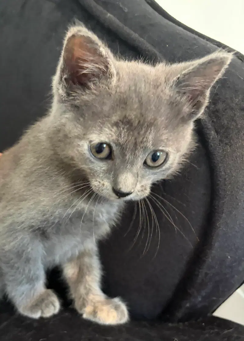 Pewtie, a female kitten up for adoption